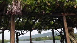 藤棚がきれいでした。