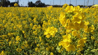 菜の花と河津桜が楽しめる