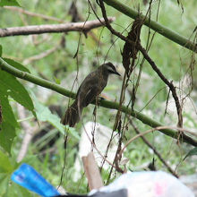 メグロヒヨドリ