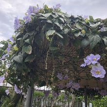 中は写真を控えました。入口の花が印象的でした。