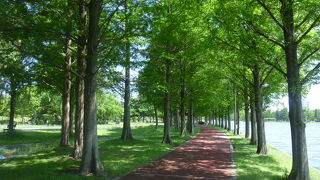 ウオーキングには最適です