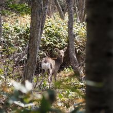 エゾシカの遭遇率は高いです