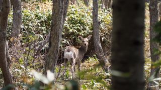 ヒグマの活動期の5月10日から7月31日まではガイドツアーでないと五湖めぐりはできません