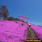 3万坪の斜面に広がる芝桜のピンクの絨毯は絶景です。