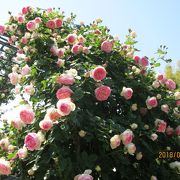 冠山総合公園の薔薇が満開です。