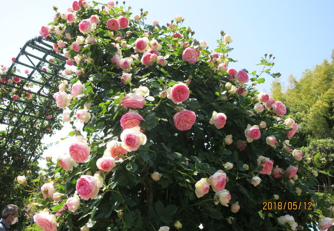 冠山総合公園の薔薇が満開です。