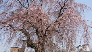 やっぱりここの桜はすごい　残念ながら3分咲きだったが