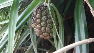 マングローブカヤック