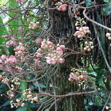 着生植物の花