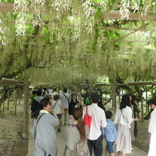 キバナフジじゃあなあ