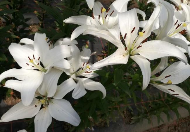 花の駅せら クチコミ・アクセス・営業時間｜世羅【フォートラベル】