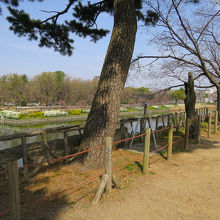 北側の水掘り沿いには南蛮たたき鉄砲狭間の遺構が残ります