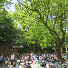 この正面、柵に囲まれているのが「大楠」なのですが…