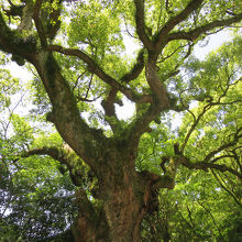 枝からのぞく緑の多さに、古木らしさが漂います