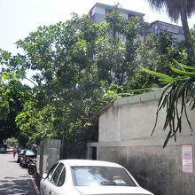 巨木が残る青田街の一角