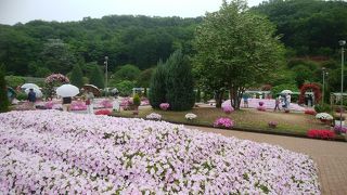 ホームページで開花状況の確認が必須