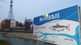 鮭も遡上するんですね・・・