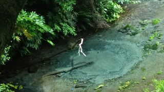 富士山の湧水から出来た柿田川。日本ではここだけ