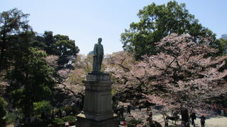 満開の桜をバックに眺めると見ごたえあります。