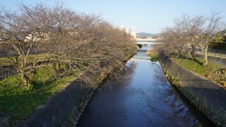 六間川堤の桜