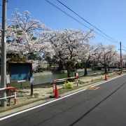 桜の名所、花見の時期は観光には不向き(笑)