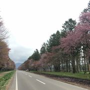 桜の名所　静内二十間道路桜並木 
