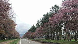 桜の名所　静内二十間道路桜並木 