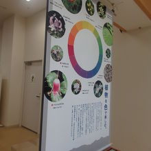 野花の種類の展示
