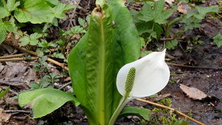 この近くの駐車場のそばにミズバショウの群落がある