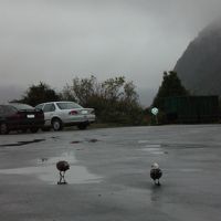 駐車場にケアがいました。