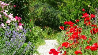 春のバラのアーチ・夏の青い睡蓮