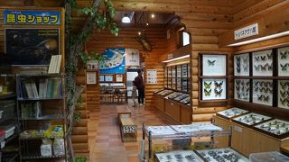 標本の質としては群を抜いているような気がします