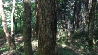 歩きやすさ良し！景色良し！