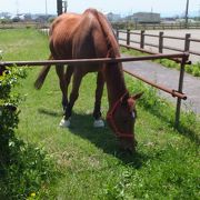 「下村加茂神社」の隣にあります。サラブレッド7頭の乗用馬を飼育するといいます。