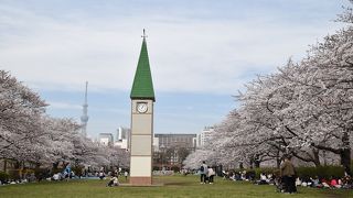 スカイツリーと桜