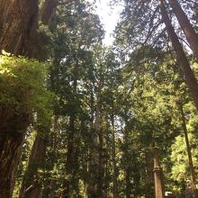 大木にかこまれた風景