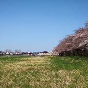 北上展勝地の桜