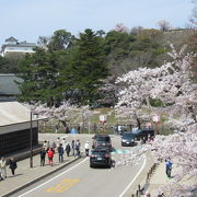 桜満開　気持ちいいわー