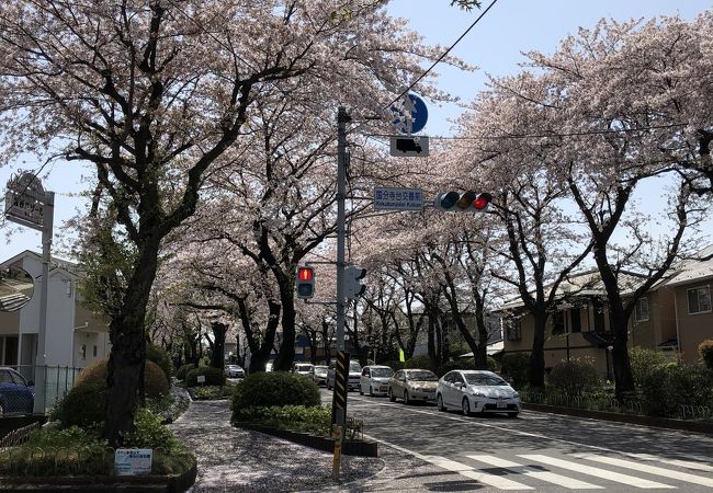 桜並木が綺麗