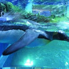 ペンギンの水中遊泳