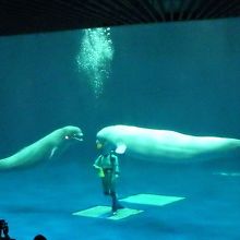 イルカのショー１