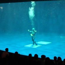 イルカのショー２