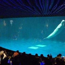 イルカのショー３