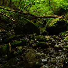 もののけの森みたいでした