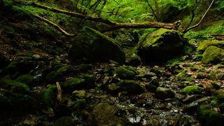 清流と苔を楽しむー御岳山ハイキング