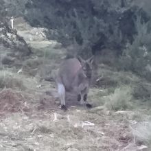 着いたら直ぐにワラビーちゃんがお出迎え