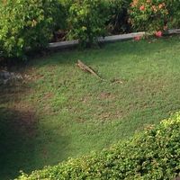 巨大なトカゲが遊びに来ます