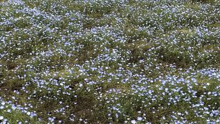 ネモフィラは見頃過ぎ