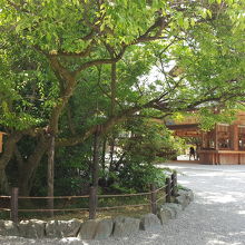 約500歳のならずの梅と授与所。授与所には星型の絵馬あり。