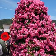 よしうみバラ公園で世界のバラを楽しめます